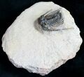Spiny Leonaspis Trilobite #9565-3